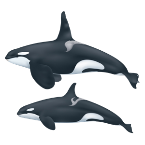 Killer whale PNG-71259